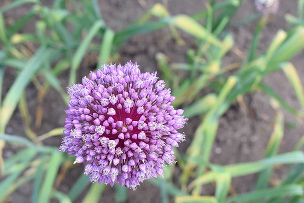 Inflorescence Globulaire Rocombole Gros Plan Vue Dessus — Photo