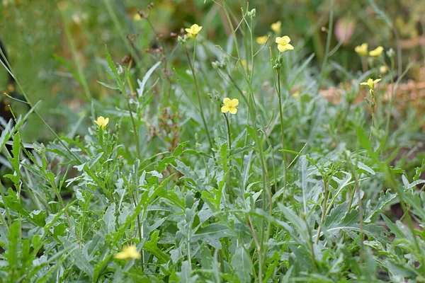 黄色の花を持つ庭のArugula — ストック写真