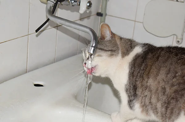 Striped cat drinks running water from the tap.