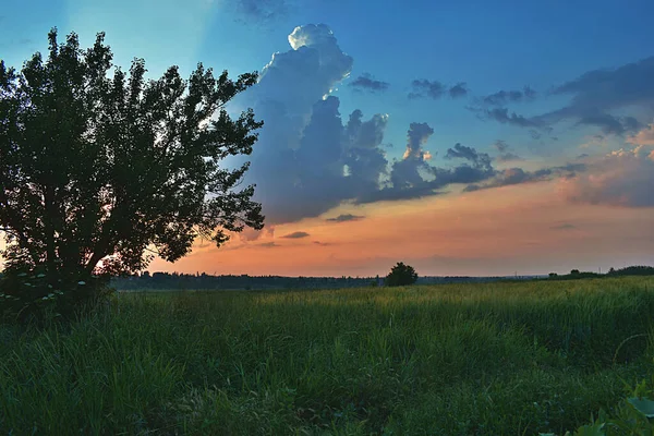 Landschaft Mit Einem Feld Von Noch Grünem Roggen Bei Sonnenuntergang — Stockfoto