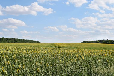 A field of blooming sunflowers stretching to the horizon on a fine summer day.