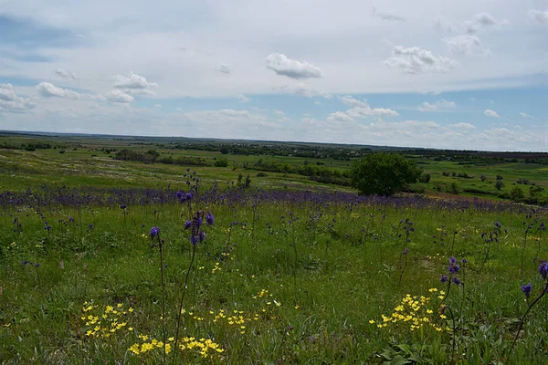 Blooming Wild Steppe Early Summer Donbass Ukraine — Stock Photo, Image