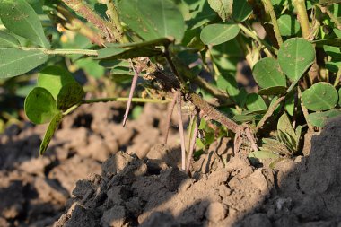 Yakın plan çekimde yumurtalıklı bir yer fıstığı çalısı yığını..