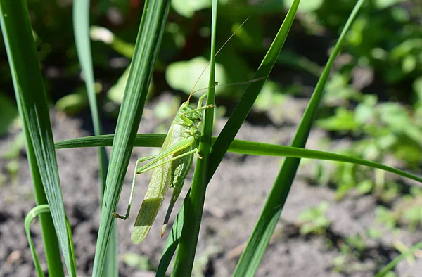 Large Green Grasshopper Sits Blade Grass —  Fotos de Stock