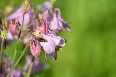 Flowers of aquilegia vulgaris pink color close-up in the garden.