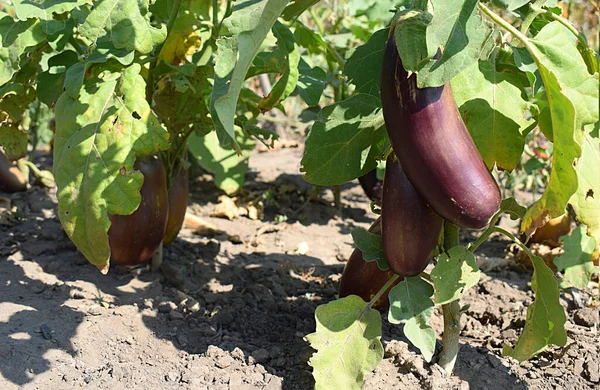 Ripe eggplants on bushes in home garden on sunny summer day