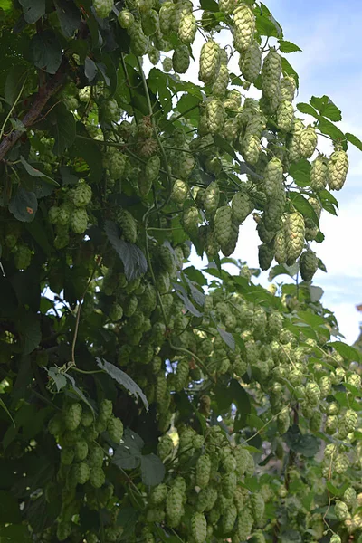 Lúpulo Humulus Lupulus Con Una Variedad Frutas Maduración — Foto de Stock