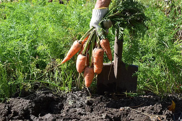 Bunch Carrots Hand Background Freshly Dug Heap Carrots — Stock Photo, Image