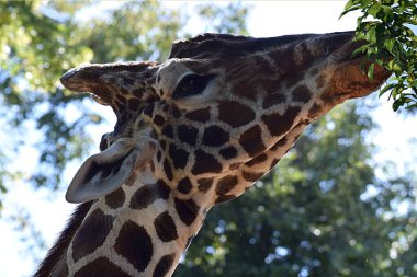 The head of a giraffe eating the leaves of a tree, close-up.