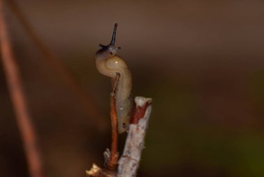 Kuru bir sapın üzerinde kahverengi sümüklü böcek..