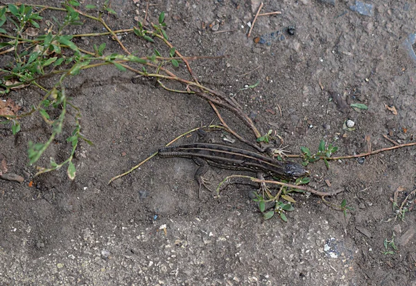 Brown lizard without a tail, top view.