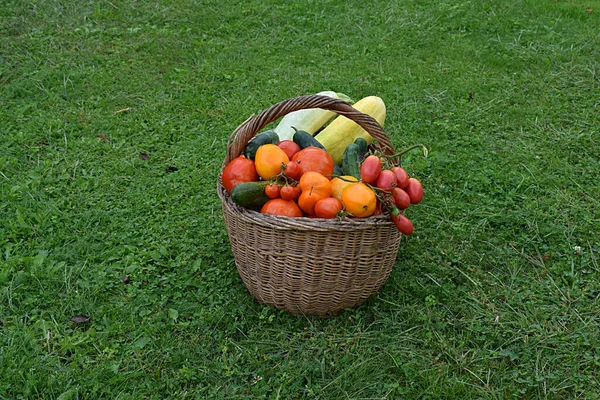 Свежие Овощи Плетеной Корзине Зеленой Лужайке — стоковое фото