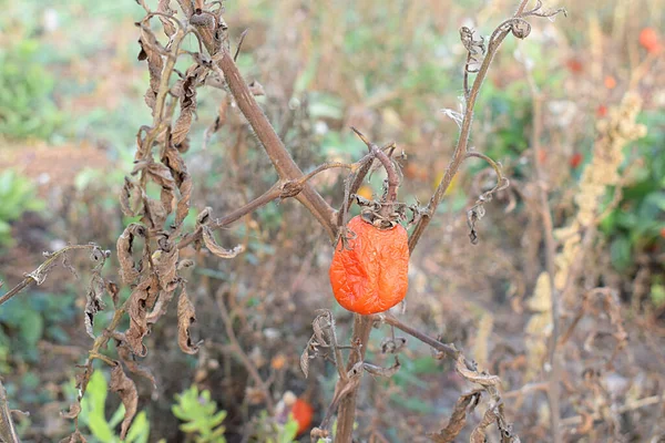 Drying Badly Damaged Autumn Frost Tomatoes Garden — Stok fotoğraf