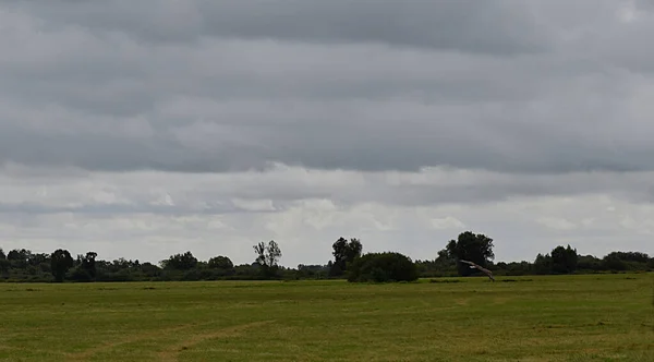 White Tailed Eagle Flies Low Green Field — Stock Photo, Image