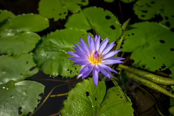 Lotus
