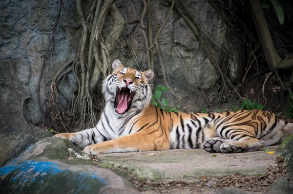 Bengaler Tiger — Stockfoto