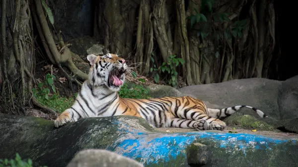 Bengal tiger — Stock Photo, Image