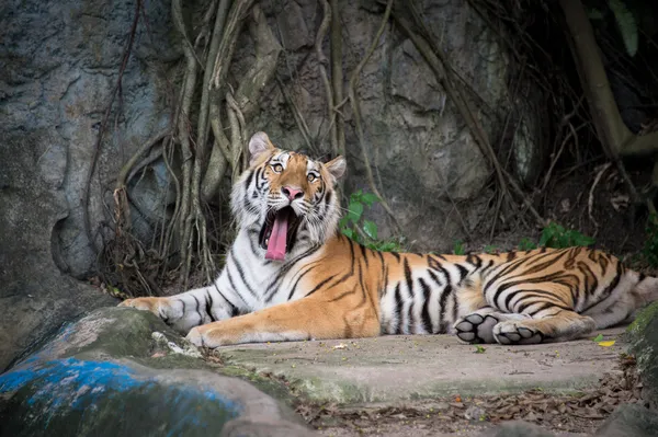 Bengalisk tiger — Stockfoto