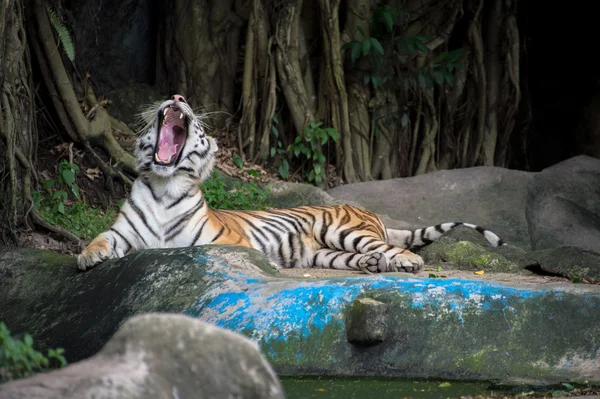 Bengalisk tiger — Stockfoto