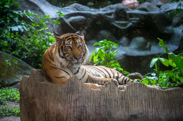 Bengaalse tijger — Stok fotoğraf