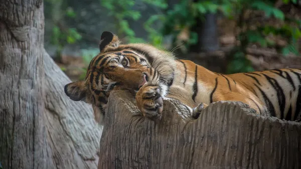 Bengaalse tijger — Stok fotoğraf