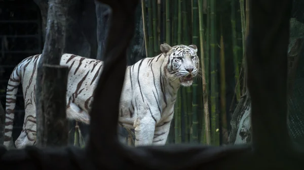 Tigre de bengala — Fotografia de Stock