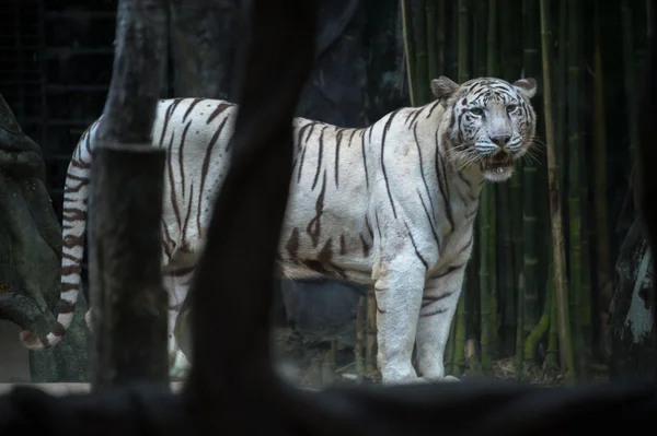 Tygrys Bengalski — Zdjęcie stockowe