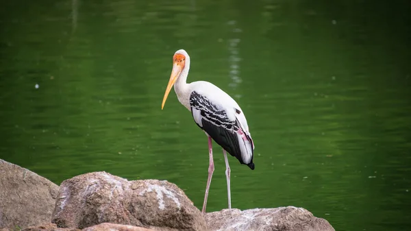 Las aves — Foto de Stock