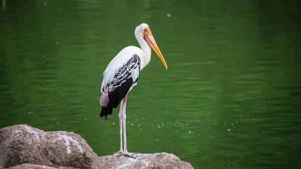 Las aves — Foto de Stock