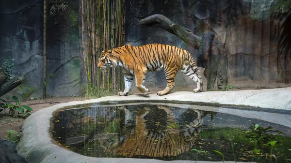 Tigre de Bengala Fotos de stock libres de derechos