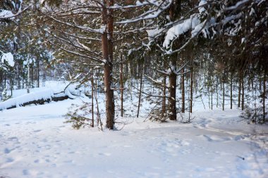 Evergreen firs in winter evening. Selective focus. Trees with branches . 