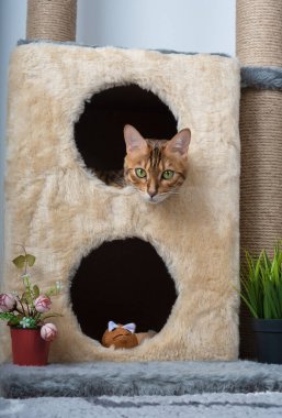 Evdeki kedi ağacında sevimli bir kedicik. Dikey çekim.