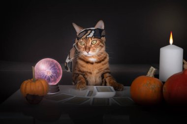 Tarot kartlı kedi tarot okuyucusu. Tarot kartları, yanan mumlar ve kristal bir kürenin yanındaki masanın üzerinde..