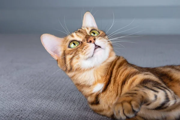 Bengalische Katze Liegt Auf Dem Bett Und Blickt Interessiert Auf — Stockfoto
