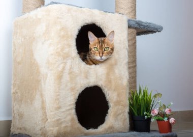 Sevimli bir Bengal kedisi iki katlı bir kedi evinde yatıyor..