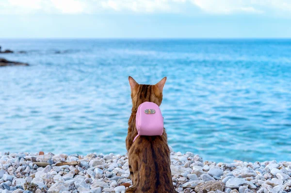 Sırtında küçük pembe bir sırt çantası olan Bengal kedisi denizin arka planında.