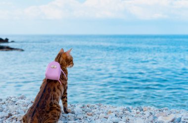 Kedi, Türkiye 'de deniz manzarasına hayran olan sırt çantalı bir gezgindir..