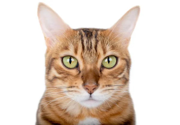 Bengaalse Kattenkop Met Groene Ogen Close Een Witte Achtergrond — Stockfoto