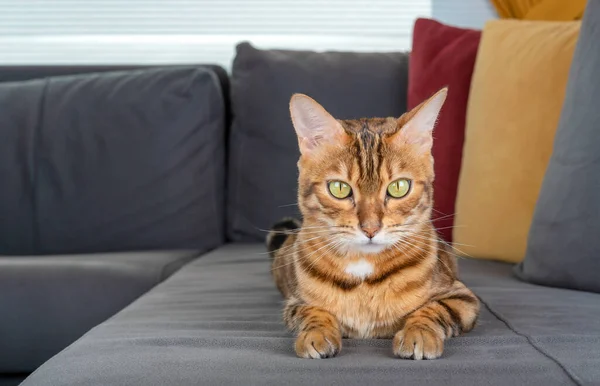 Entzückende Bengalkatze Sitzt Auf Dem Sofa Wohnzimmer — Stockfoto