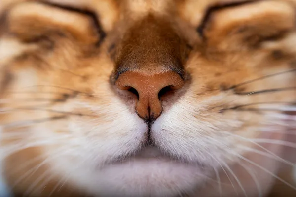 Bengalische Katzennase Mund Und Schnurrhaare Aus Nächster Nähe Selektiver Fokus — Stockfoto