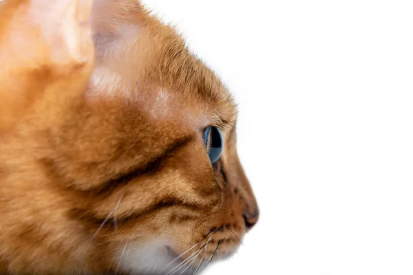Bengaalse Kattensnuit Close Een Witte Achtergrond Zijaanzicht — Stockfoto