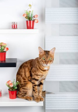Bengal kedisi duvardaki modern bir rafta oturur ve kameraya bakar..