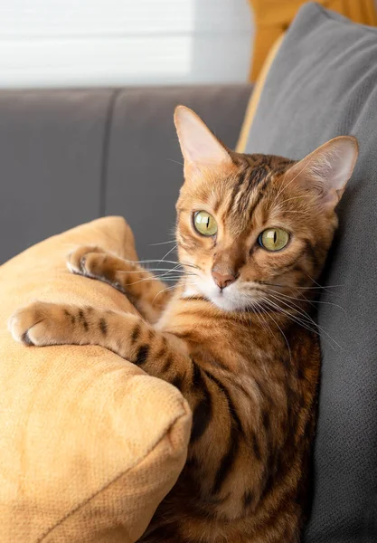 Adorable Bengal Cat Sitting Couch Holds Pillow Its Paws — Stock Photo, Image