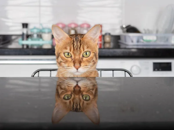 Hauskatze Sitzt Auf Einem Stuhl Küchentisch Reflexion Des Katzenkopfes Auf — Stockfoto