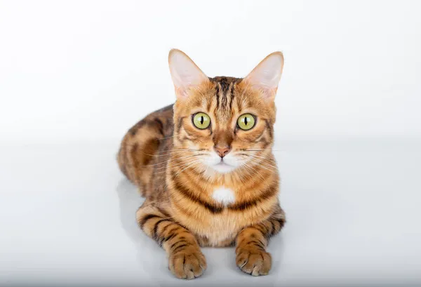 Liegende Bengalkatze Mit Grünen Augen Auf Weißem Hintergrund Die Die — Stockfoto