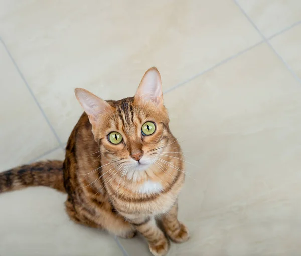 Bengalische Katze Steht Auf Dem Fliesenboden Und Blickt Die Kamera — Stockfoto