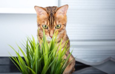 Komik bir Bengal kedisi çaydanlıktaki yeşil çimlere bakıyor..