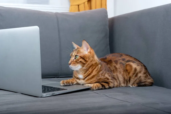 Domestic Cat Uses Laptop Fun Lockdown — Stock Photo, Image