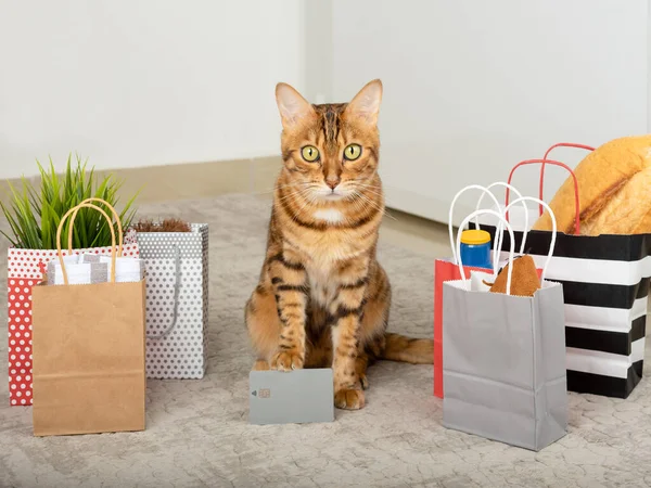 Gato Bengala Com Sacos Cheios Compras Cartão Crédito Dentro Casa — Fotografia de Stock