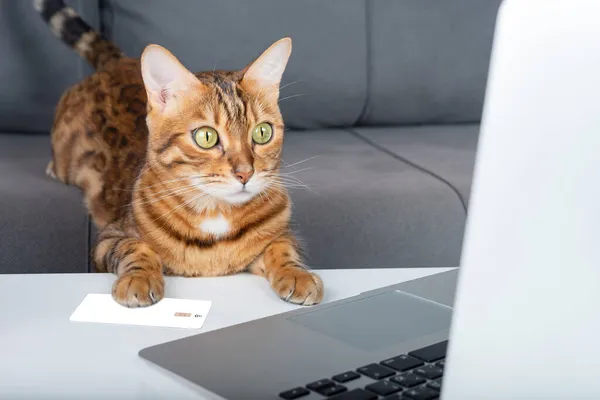 Gato Bengala Hace Compras Línea Través Ordenador Portátil Utilizando Mapa — Foto de Stock